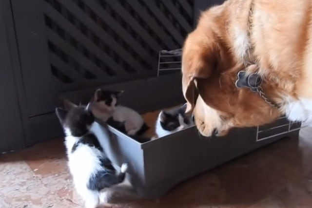El perro llamado Aragon se convirtió en ‘padre’ de los gatitos. (YouTube: The Orphan Pet)