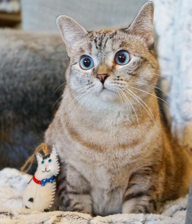 Esta gatita ocupa la segunda ubicación de las mascotas más adineradas (Foto: Nala Cat / Instagram)