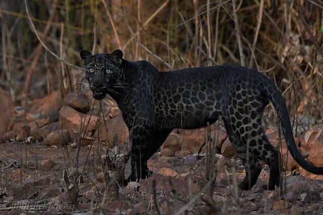 FOTO 1 DE 3 | El increíble avistamiento de un elusivo leopardo negro fue registrado por un aficionado a la fotografía durante su primer safari en la India. | Crédito: @abhishek.pagnis / Instagram. (Desliza a la izquierda para ver más fotos)