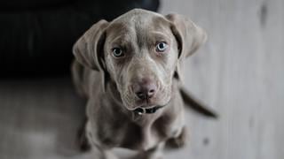 Cómo eliminar el olor a perro de la casa: remedios caseros