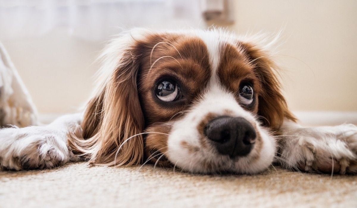 El perro causó sensación en las redes sociales. (Foto referencial: Pixabay)