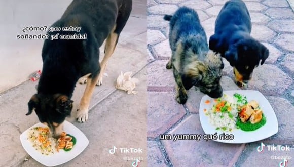Inicialmente, los perritos dudan de acercarse, pero tras agarrar confianza prueban los deliciosos manjares. (Foto: @bezato/TikTok)