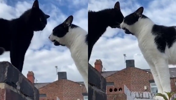 Un video viral muestra el singular diálogo entre dos gatos que al parecer no tendría nada de amistoso y sería la antesala de algo mucho más violento. | Crédito: Caters Clips / YouTube.