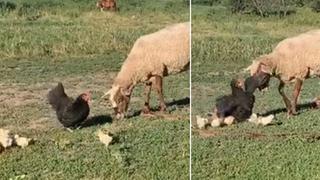 Gallina encara a una oveja para proteger a sus polluelos y momento impacta a miles