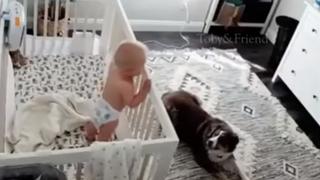 Instala una cámara de seguridad en la habitación de su bebé y descubre lo qué su perro hace cada vez que llora