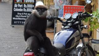 Encontró a un mono sentado en su motocicleta y segundos después se peleó con él