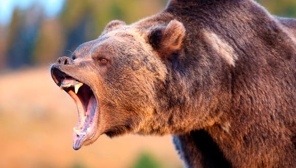 Un oso pardo casi atrapa a un oso negro en este video viral (Foto: BW)