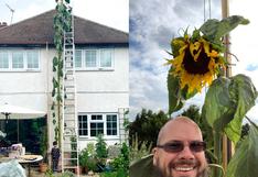 Padre cumple el deseo de su menor hijo al plantar un girasol más grande que su casa