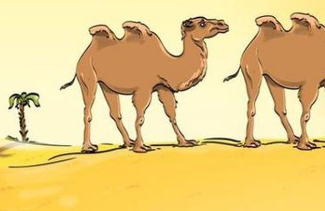 Halla el error en la imagen del camello que es tendencia en redes sociales (Foto: Facebook).
