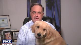 Meteorólogo es interrumpido por su perro mientras daba el pronóstico del clima