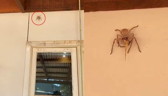 Un video viral muestra cómo una araña cangrejo gigante se comía una lagartija entera encaramada en lo alto de un muro. | Crédito: @wattsea98 / TikTok.