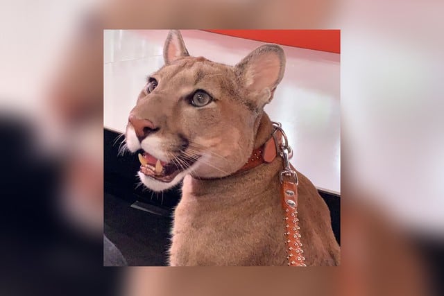 Pese a su tamaño considerable y sus 40 kilos de peso, el animal tiene un temperamento calmado pero no se lleva bien con la otra mascota de la peculiar pareja. (Foto: @l_am_puma en Instagram)