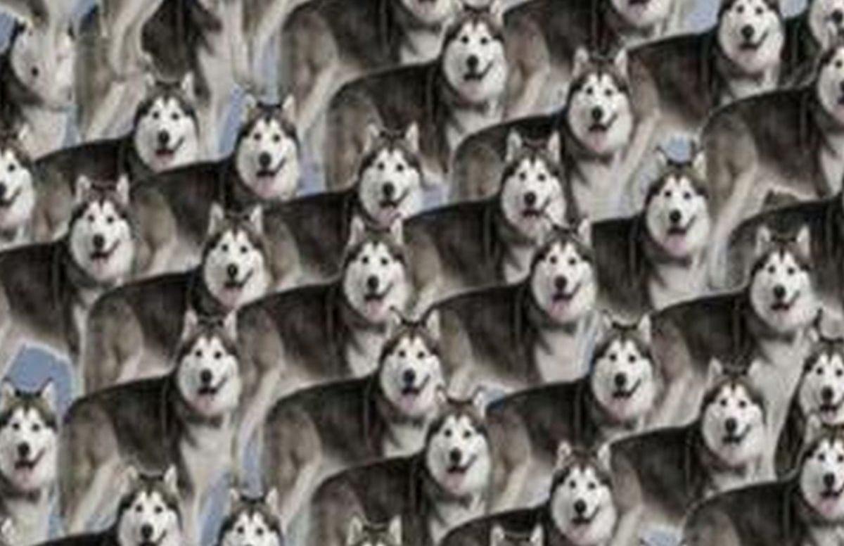 Halla a los lobos entre los perros de este acertijo viral cuanto antes (Foto: Facebook).