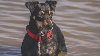 El increíble comportamiento de un perro al ver a su amo ‘asediado’ por unos lobos marinos