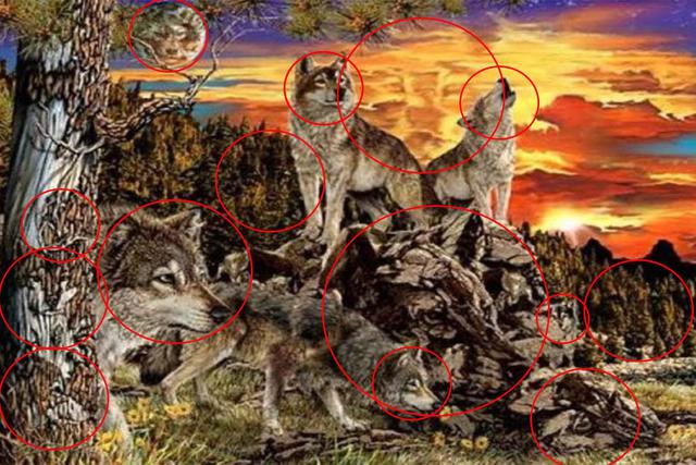 Solución: Hay exactamente 14 lobos en la imagen.  Cuantos pudiste ver?  (Foto: Facebook)