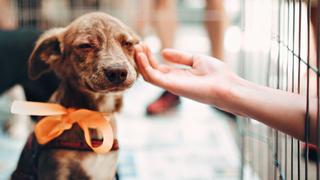 ‘Suzy’, la perrita callejera que fue adoptada tras atravesar la puerta de la casa de su nueva familia