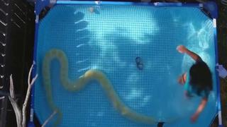 Video viral: Niña se divierte junto a pitón de ocho metros
