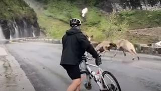 Inesperado momento: ciclistas recorrían carretera cuando se toparon con una pelea de carneros [VIDEO]