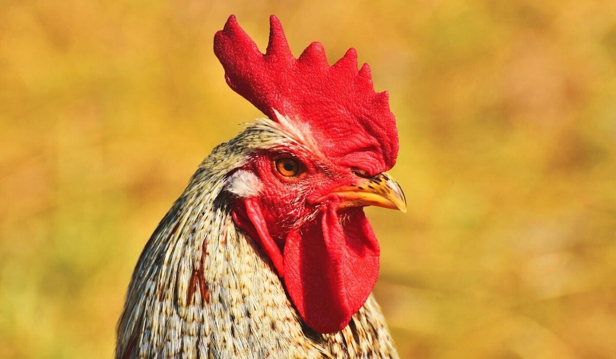 El gallo dejó a muchos usuarios con la boca abierta. (Captura)