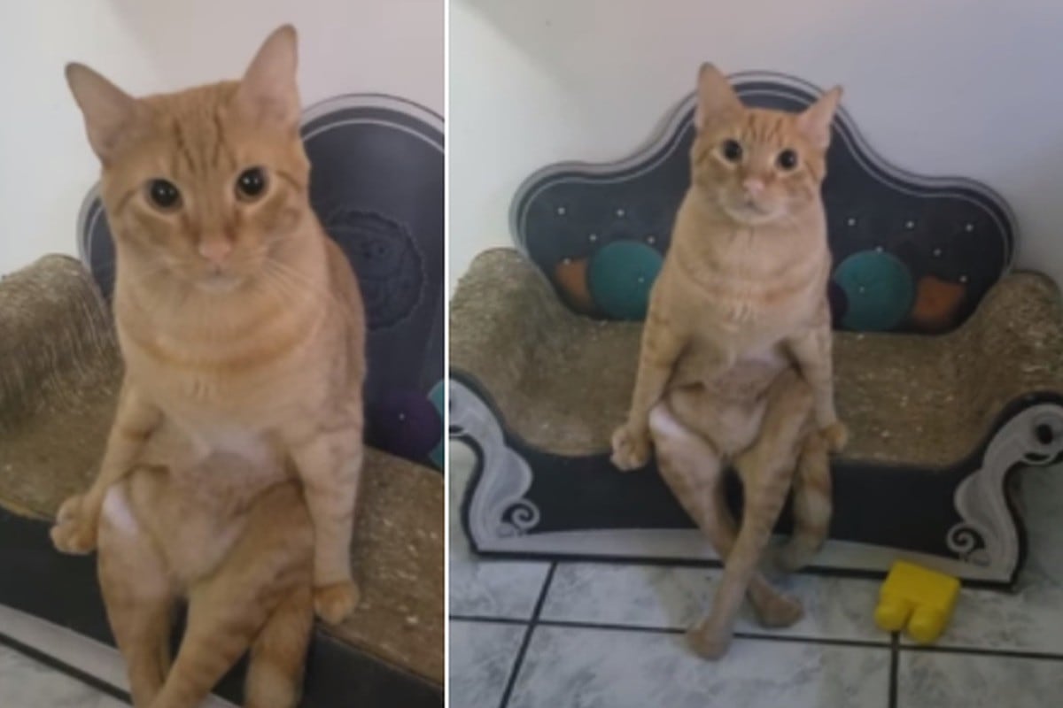 Foto 1 de 3 | La peculiar forma en la que se sentó el gato sorprendió bastante en redes sociales. | Foto: ViralHog / YouTube. (Desliza hacia la izquierda para ver más fotos)