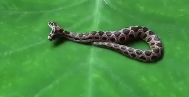 Hallan a extraña serpiente de dos cabezas en la India y es extremadamente venenosa. (Twitter)