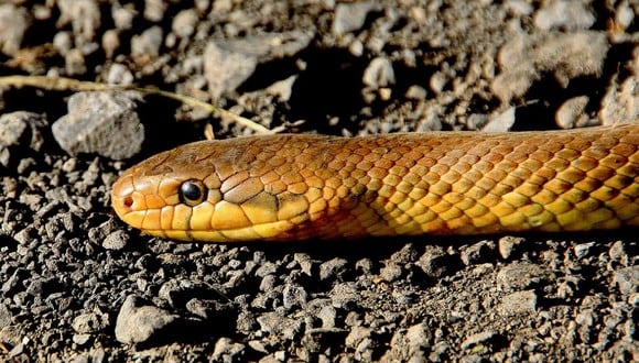 La serpiente no parecía sentirse atemorizada de estar rodeada de personas. (Foto: Pixabay)