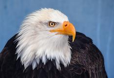 Águila confundió GoPro con una presa y lo que grabó te dejará boquiabierto