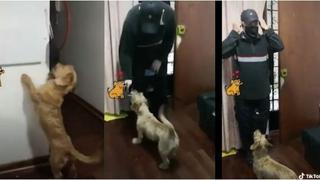 ¡Siempre cuidándolo! Perro alcanza mascarilla a su dueño para protegerlo de COVID-19 [VIDEO]