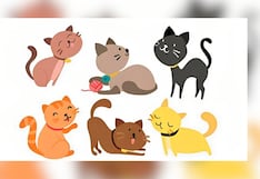 Test de personalidad: al elegir un gato aquí, descubrirás cómo es tu casa soñada