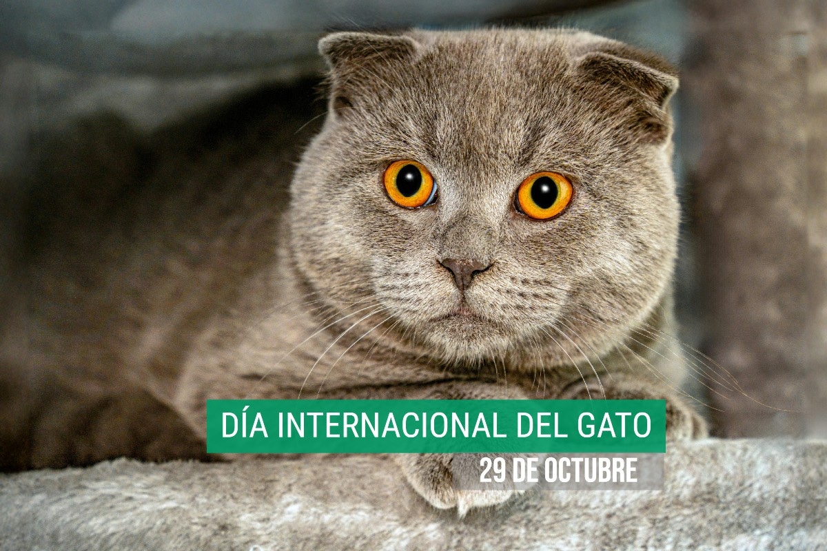 Este 29 de octubre es la tercera vez en el año que se le rinde homenaje a los gatos, las mascotas más amadas de muchos hogares. (Foto: Gundula Vogel / Pexels)