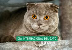 40 frases para el Día Internacional del Gato: mensajes tiernos para expresar tu amor este 29 de octubre