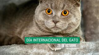40 frases para el Día Internacional del Gato: mensajes tiernos para expresar tu amor este 29 de octubre