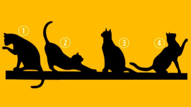 Test viral de personalidad: elige el gato que más te gusta y descubrirás qué es lo más importante para ti