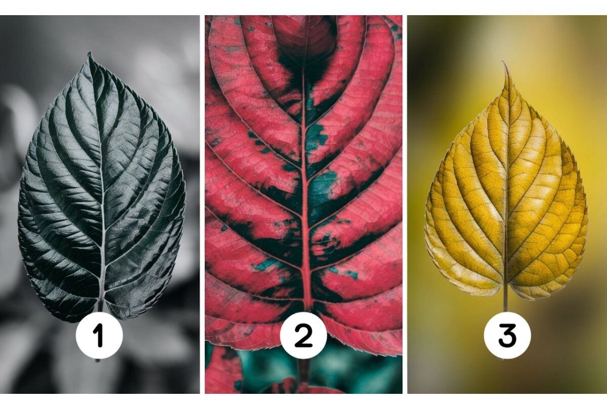 Escoge una de las tres hojas en esta imagen para descubrir cuán romántico eres (Foto: Depor).