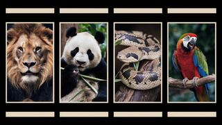 Descubre si eres una persona chismosa con tan solo elegir un animal en la imagen