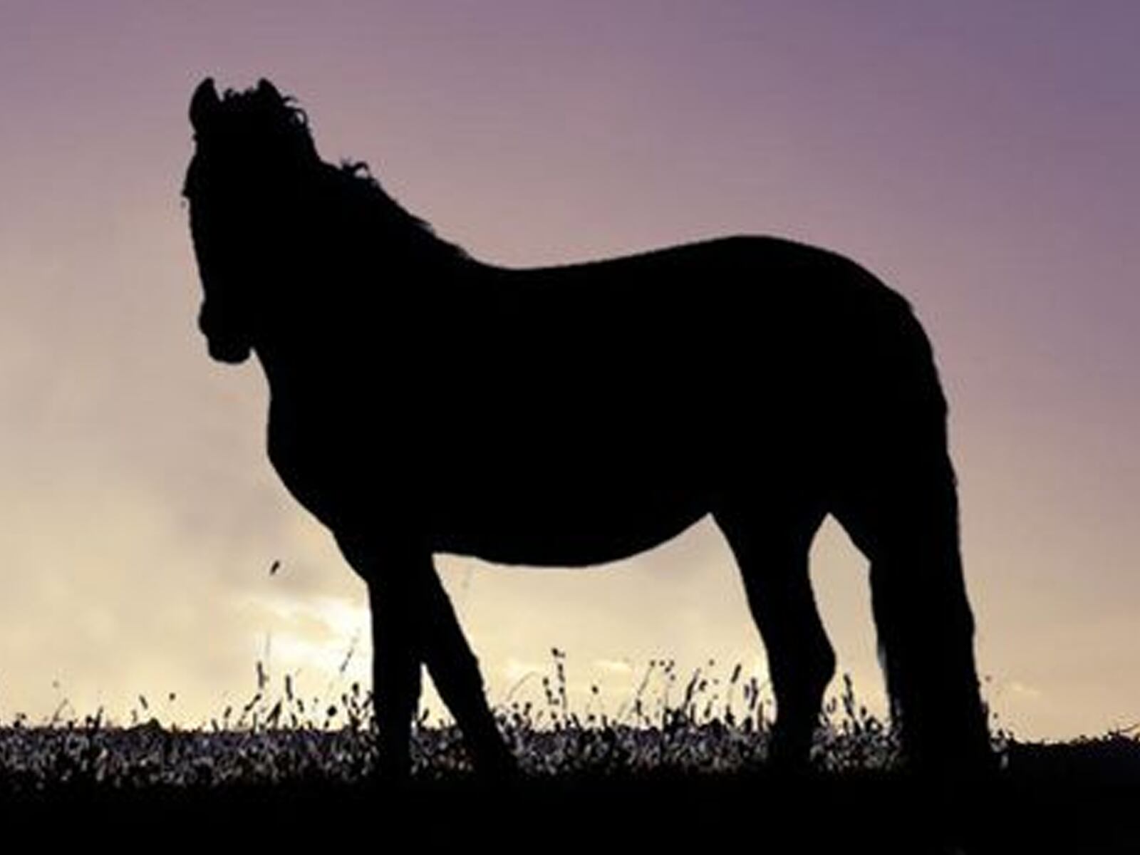 La pregunta es: ¿hacia dónde mira el caballo? Dependiendo de tu respuesta, se te dará una interpretación sobre cómo tu pasado te afecta.