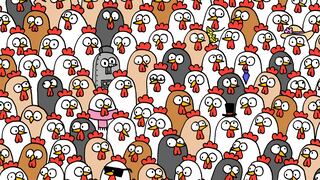 Encuentra los tres búhos camuflado entre las gallinas en 9 segundos: ¿te atreves?