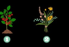 Descubre cuál es tu nivel de autocuidado tras escoger una planta en esta imagen