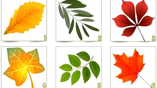 Test visual: escoge una de las hojas para descubrir qué piensan las personas de ti