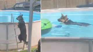 Graba a escondidas a su perro y capta cómo él ingresa a una piscina