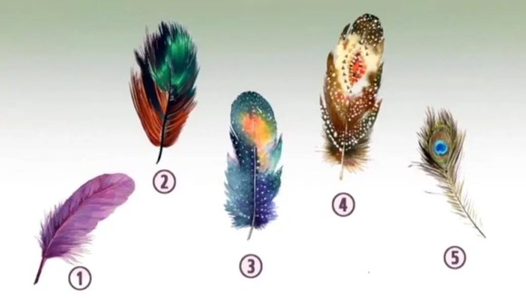 TEST VISUAL | En esta imagen hay varias plumas. Ninguna es igual a otra. (Foto: namastest.net)