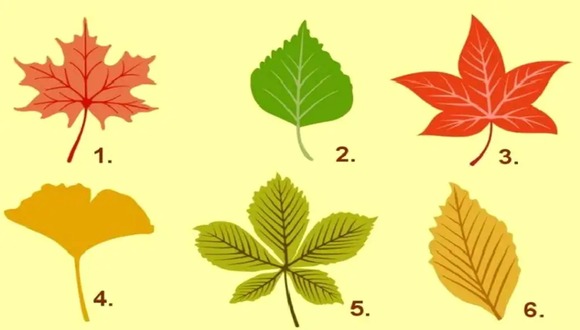 TEST VISUAL | En esta imagen hay muchas hojas de otoño. Debes elegir una. (Foto: namastest.net)