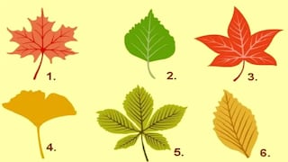 Basta elegir una hoja de otoño para que descubras el tipo de persona que eres