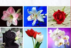 Elige tu flor favorita para descubrir un rasgo oculto de tu personalidad