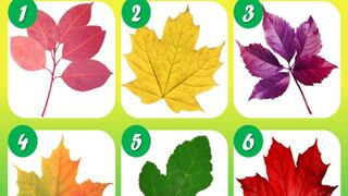 Test de personalidad: elige una hoja y revela tu verdadero ser