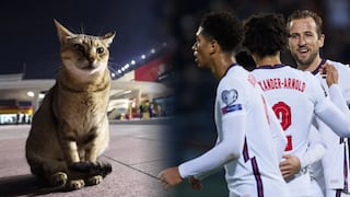 Sin copa, pero con mascota: Inglaterra ‘adopta’ un gato qatarí tras su eliminación del Mundial