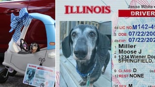 Perro sorprende al festejar su cumpleaños número 16 con su ‘licencia de conducir’