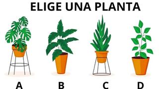 Elige una de las plantas en esta gráfica para entender si eres alguien agradecido