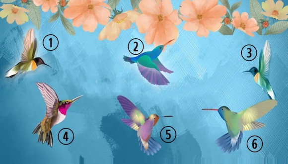 TEST VISUAL | En esta imagen hay muchos colibríes. Tienes que seleccionar uno. (Foto: namastest.net)