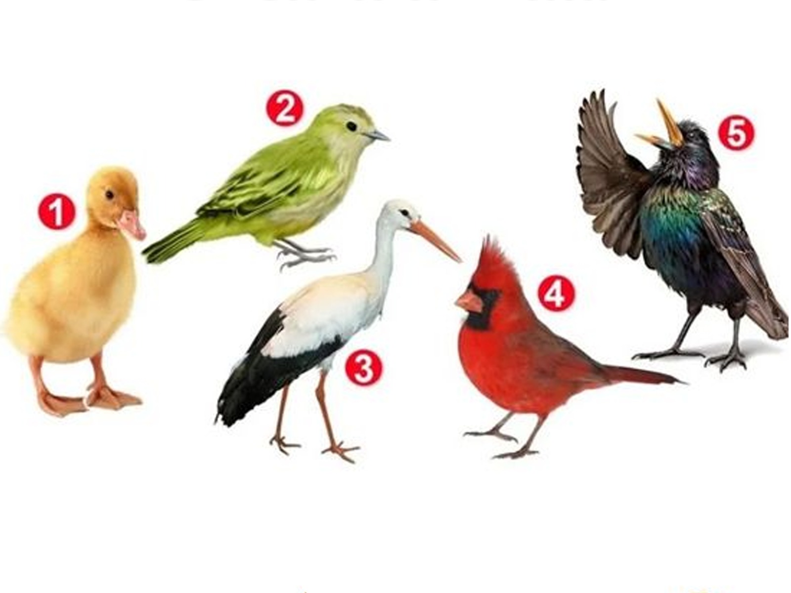 TEST DE PERSONALIDAD | ¿Te has preguntado cómo enfrentas los desafíos de la vida? elige un pájaro para descubrir la verdad sobre tu forma de afrontar la vida.